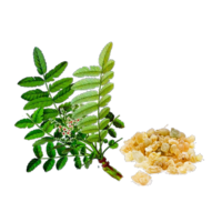 Boswellia serrata